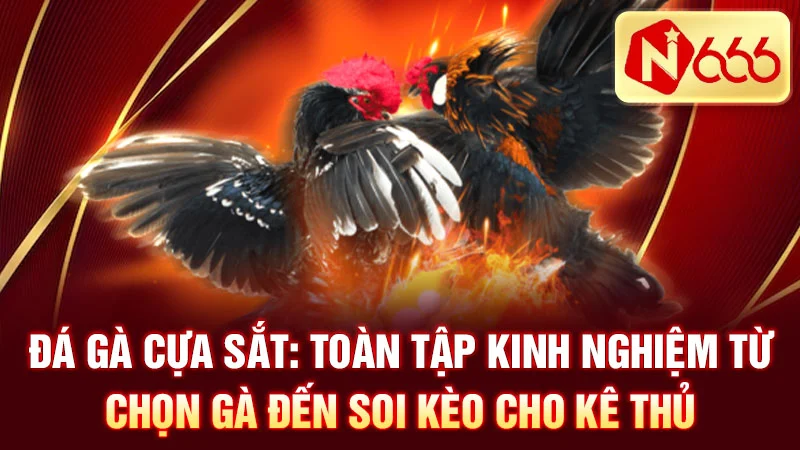 Đá Gà Cựa Sắt: Toàn Tập Kinh Nghiệm Từ Chọn Gà Đến Soi Kèo Cho Kê Thủ