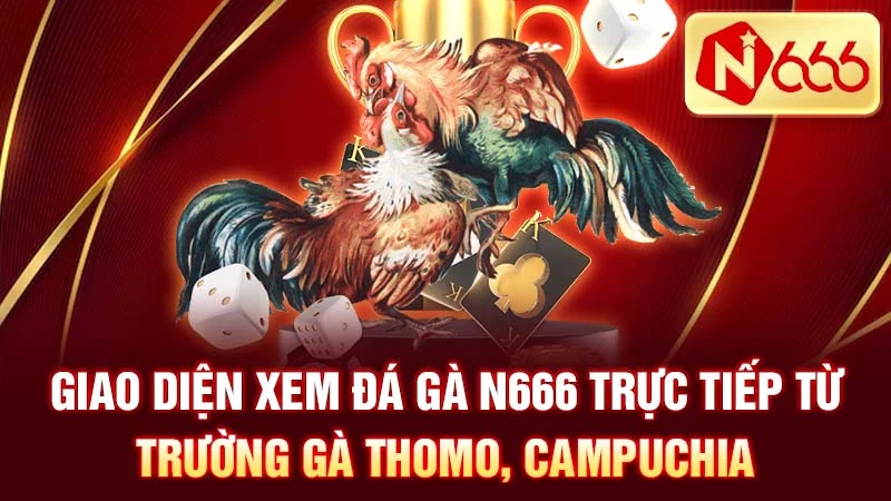 Giao diện xem đá gà N666 trực tiếp từ trường gà Thomo, Campuchia.