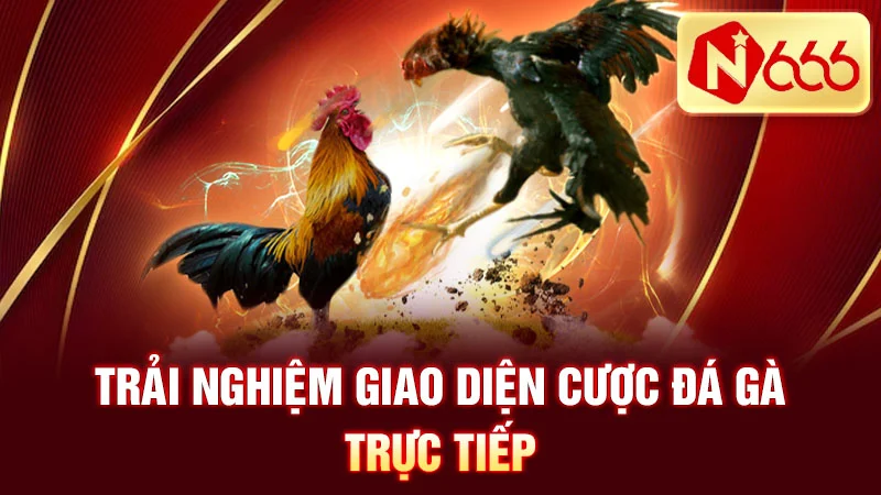 Trải nghiệm giao diện cược đá gà trực tiếp